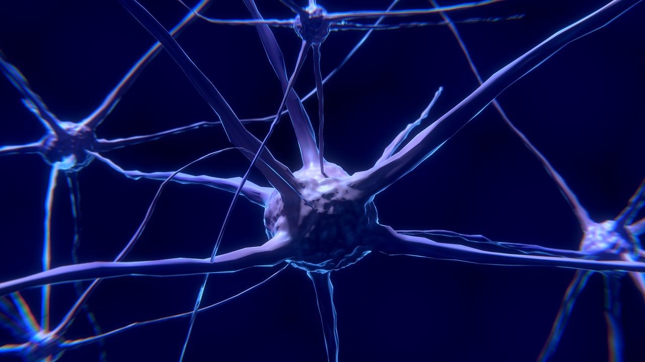 cellula sistema nervoso cellula sistema nervoso